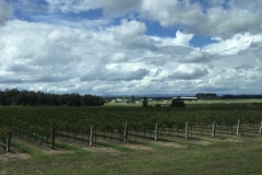 Huntervalley Hope Weingut