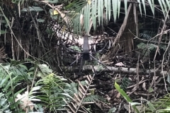 Kuranda Skyrail Cablecar