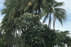 Port Douglas Lady Douglas River Cruise