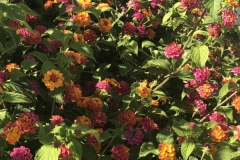 Sol Barbacan Gartenanlage