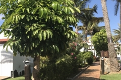 Sol Barbacan Gartenanlage
